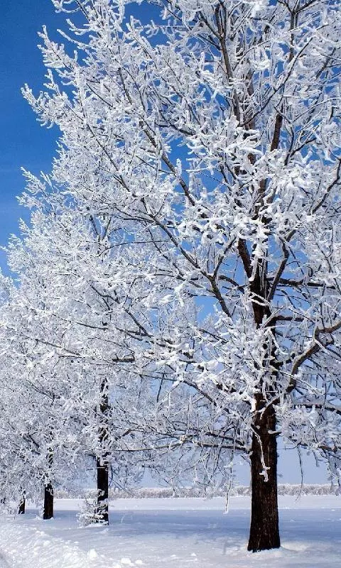 الشتاء شجرة الحرة موضوع خلفيات APK للاندرويد تنزيل