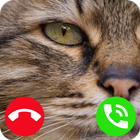 Fake Call Cat icône