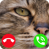 Fake Call Cat ícone