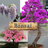Bonsai APK