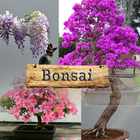 Bonsai icône