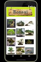Bonsai Affiche