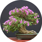 Bonsai ikon