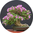 Bonsai