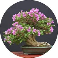 Bonsai ポスター