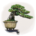 Bonsai Design Ideas