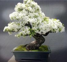 Bonsai Design Ideas screenshot 3