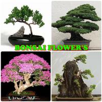 Bonsai Blumen Plakat