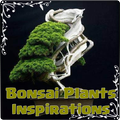 Bonsai Plants Inspirations