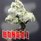 Bonsai Tanaman Hias Unik icône