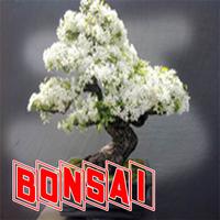 Poster Bonsai Tanaman Hias Unik