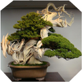 Bonsai Tree