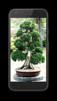 برنامه‌نما Bonsai Tree Design Ideas Offline عکس از صفحه