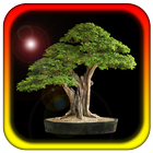 100 Bonsai Trees icon