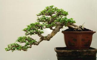 برنامه‌نما 100 Bonsai Trees عکس از صفحه