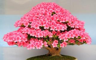 100 Bonsai Trees 截图 2