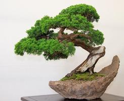 100 Bonsai Trees imagem de tela 3