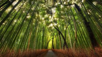 Nature Beauty screenshot 2
