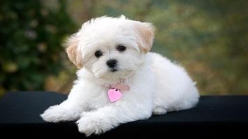 Cute Pups স্ক্রিনশট 3