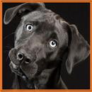 APK Dangerous Dogs