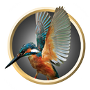 Exotic Birds APK