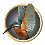 Exotic Birds icône