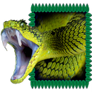 Exotic Snake APK