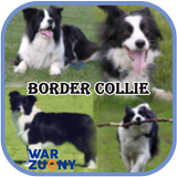 Border Collie Collection icon