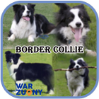 Collection Border Collie icône