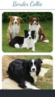 Collection Border Collie Affiche