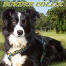 Border Collie Guia Completa APK