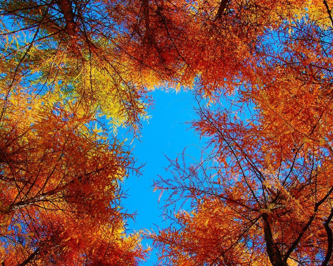 Android 用の 秋の木無料壁紙 Apk をダウンロード