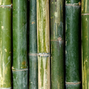 Bamboo Forest Free Wallpaper APK