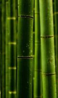 Forêt de bambous Fond d'écran gratuit capture d'écran 1