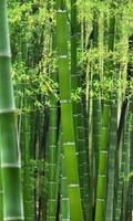 Forêt de bambous Fond d'écran gratuit capture d'écran 2