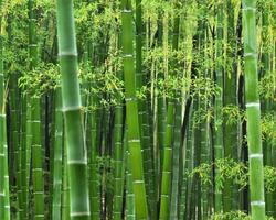 Forêt de bambous Fond d'écran gratuit capture d'écran 3