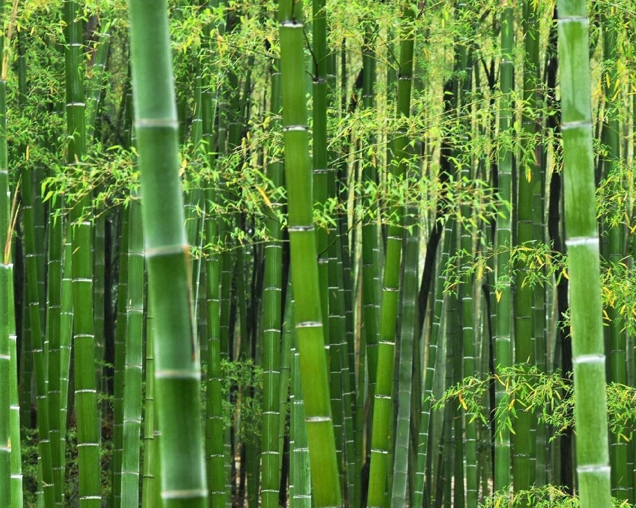 Android 用の 竹の森無料壁紙 Apk をダウンロード
