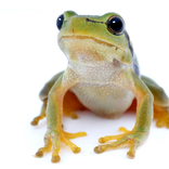 Reptiles and Lizard Jigsaw