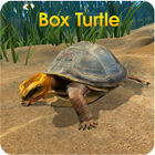 Box Turtle Simulator Zeichen