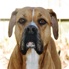 Pitbull Dog Wallpapers-icoon