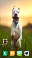 Pitbull Dog Wallpapers Affiche