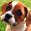 Chiot Boxer LWP