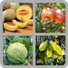 Fruit Quiz Game icon