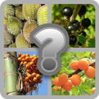 Fruits Game - Guess Game Zeichen