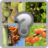 ikon Fruits Game - Guess Game