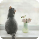 Cute Cat Theme For Applock APK