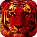Fire Tiger Theme For AppLock APK