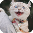 Lovely Cat Theme For AppLock APK