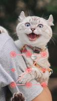 Lovely Cat Theme For AppLock poster