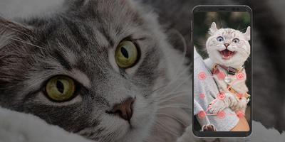 Lovely Cat Theme For AppLock screenshot 3